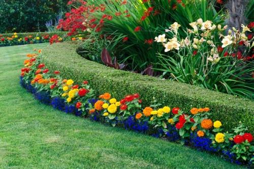 Однолетники и многолетники для клумбы непрерывного.. Однолетние долгоцветущие цветы