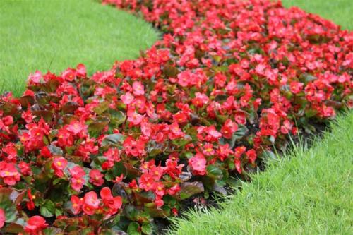 Однолетники и многолетники для клумбы непрерывного.. Однолетние долгоцветущие цветы