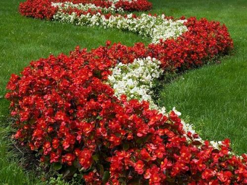 Однолетники и многолетники для клумбы непрерывного.. Однолетние долгоцветущие цветы