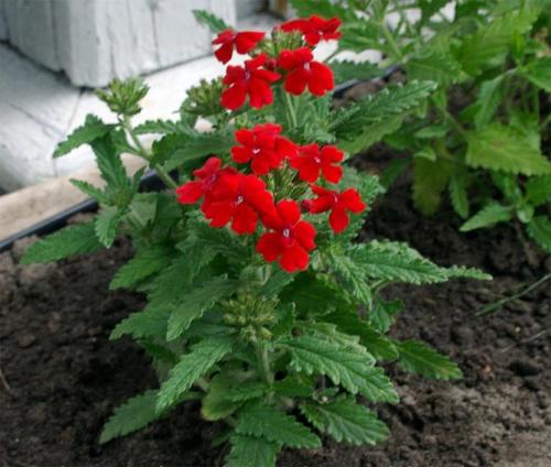 Однолетники и многолетники для клумбы непрерывного.. Однолетние долгоцветущие цветы