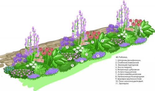 Однолетники и многолетники для клумбы непрерывного.. Однолетние долгоцветущие цветы 19 Однолетники и многолетники для клумбы непрерывного.. Однолетние долгоцветущие цветы 19