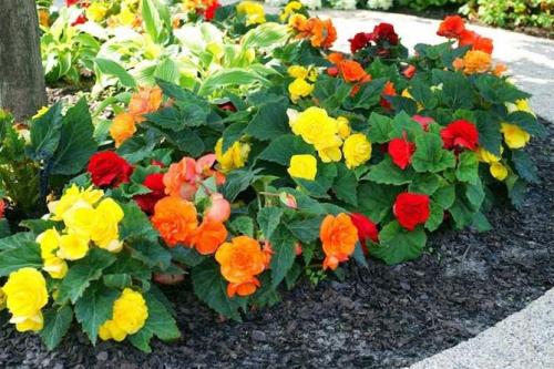 Однолетники и многолетники для клумбы непрерывного.. Однолетние долгоцветущие цветы