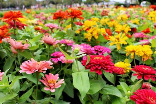 Однолетники и многолетники для клумбы непрерывного.. Однолетние долгоцветущие цветы