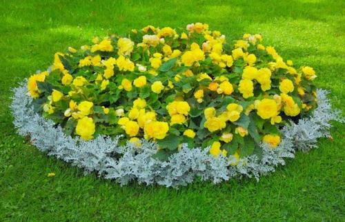 Однолетники и многолетники для клумбы непрерывного.. Однолетние долгоцветущие цветы