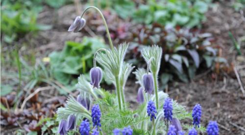 Цветник в тени у забора. Правила дизайна ландшафта 03