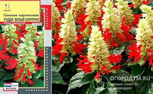 Клумба из многолетников цветущая все лето. Низкорослые растения