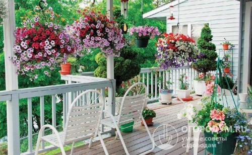 Клумба из многолетников цветущая все лето. Низкорослые растения