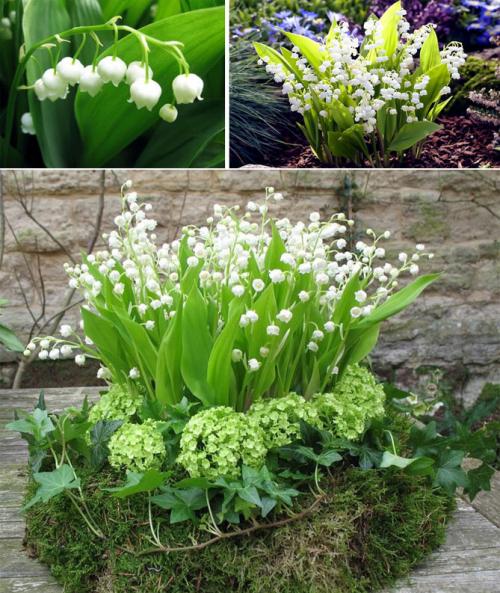 Многолетние цветы для сада каталог. Описание садовых многолетних цветов для дачи с названиями и фото