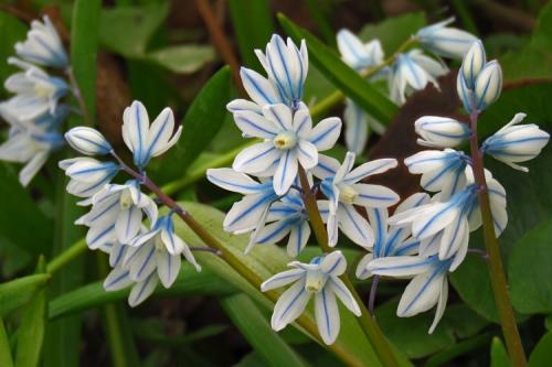 Неприхотливые многолетники. 50 самых неприхотливых цветов для дачи: многолетники и однолетние для ленивых и работяг