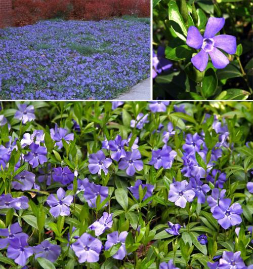 Многолетние цветы для сада каталог. Описание садовых многолетних цветов для дачи с названиями и фото