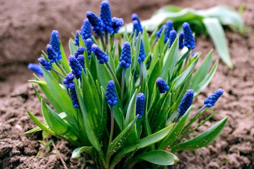 Неприхотливые многолетники. 50 самых неприхотливых цветов для дачи: многолетники и однолетние для ленивых и работяг