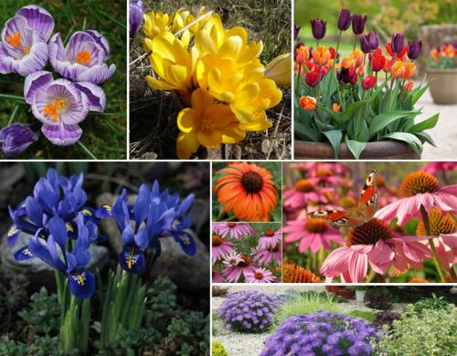 Многолетние цветы для сада каталог. Описание садовых многолетних цветов для дачи с названиями и фото