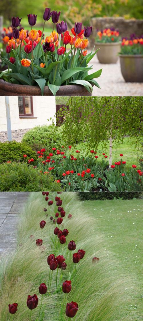 Многолетние цветы для сада каталог. Описание садовых многолетних цветов для дачи с названиями и фото