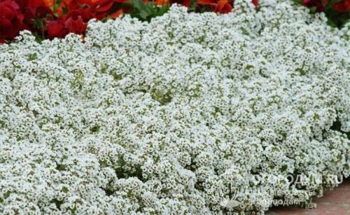 Клумба из многолетников цветущая все лето. Низкорослые растения