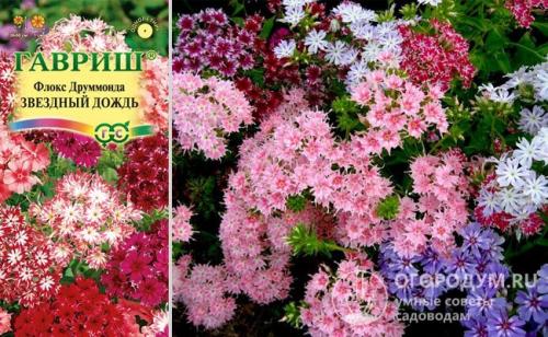 Клумба из многолетников цветущая все лето. Низкорослые растения