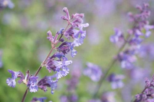 Засухоустойчивые цветы для вазона. Засухоустойчивые растения: 50 видов самых красивых цветов, которые украсят ваш сад. Часть1