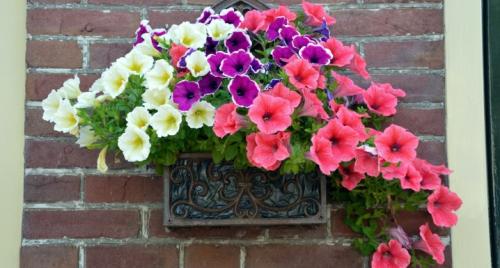 Ампельные цветы для украшения сада. Ассортимент ампельных растений 03 Ампельные цветы для украшения сада. Ассортимент ампельных растений 03