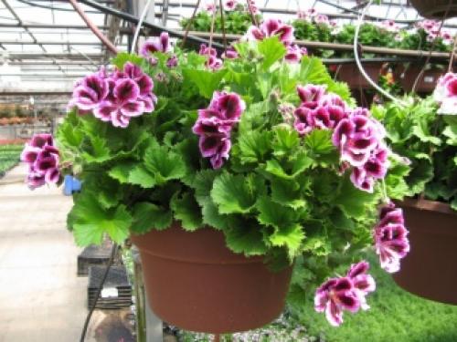 Ампельные цветы для украшения сада. Ассортимент ампельных растений 06 Ампельные цветы для украшения сада. Ассортимент ампельных растений 06