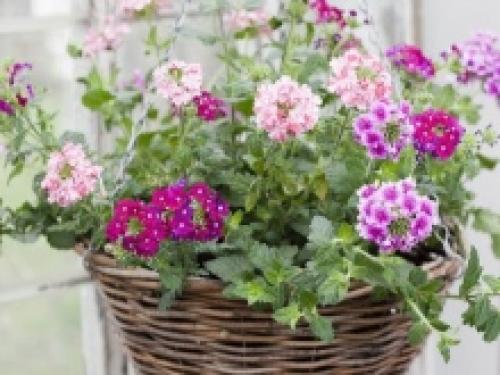 Ампельные цветы для украшения сада. Ассортимент ампельных растений 12 Ампельные цветы для украшения сада. Ассортимент ампельных растений 12