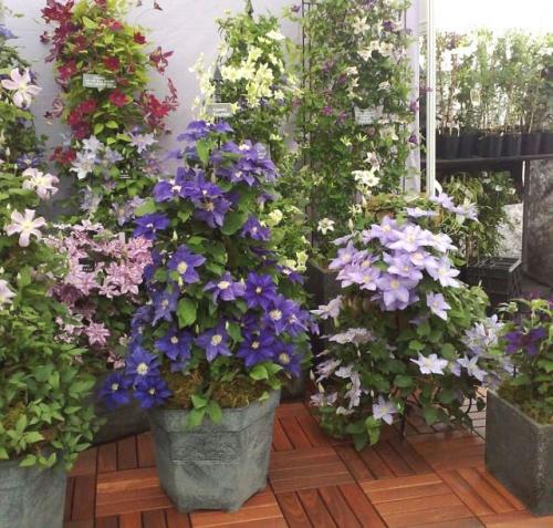 Вьющиеся цветы в горшках на улице. ТОП-15 ползучих растений (лиан), которые отлично растут в горшках