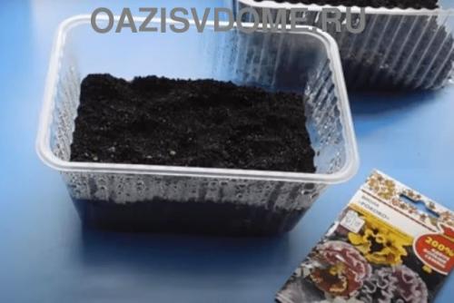 Посадка виолы семенами на рассаду из семян пошагово. Выращивание виолы из семян пошагово с фото