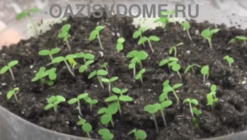 Посадка виолы семенами на рассаду из семян пошагово. Выращивание виолы из семян пошагово с фото