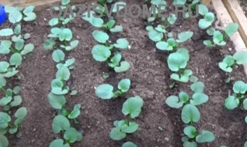 Посадка виолы семенами на рассаду из семян пошагово. Выращивание виолы из семян пошагово с фото