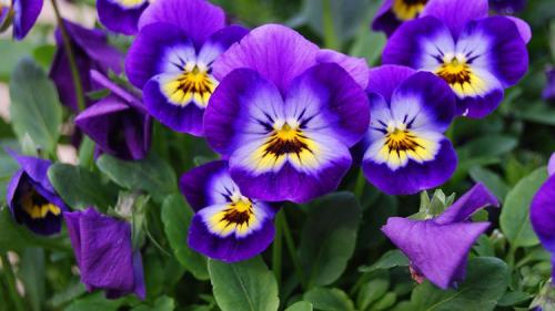 Прищипка виолы. Выращивание виолы на приусадебном участке: советы и правила