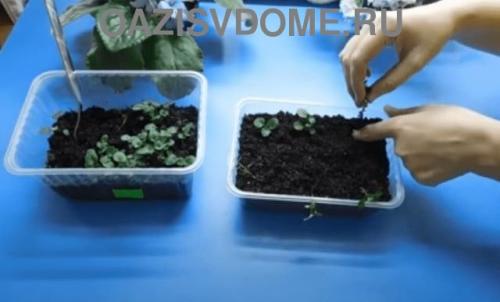 Посадка виолы семенами на рассаду из семян пошагово. Выращивание виолы из семян пошагово с фото