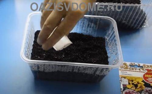 Посадка виолы семенами на рассаду из семян пошагово. Выращивание виолы из семян пошагово с фото