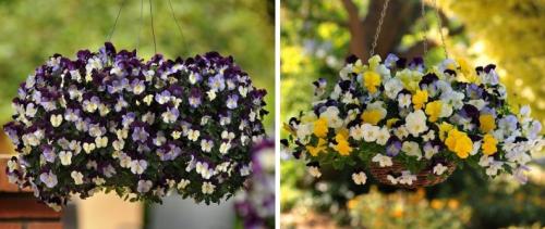 Посадка виолы семенами на рассаду из семян пошагово. Выращивание виолы из семян пошагово с фото 33