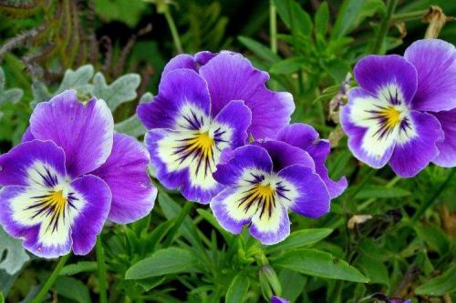 Виола ампельная сорта. Виола (50 фото): виды, уход и посадка в открытом грунте