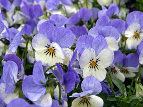 Виола рогатая или ампельная. Виола рогатая (Viola cornuta)