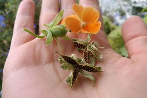 Как вырастить виолу из семян в домашних условиях. Выращивание рассады виолы из семян