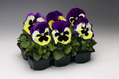 Как вырастить виолу из семян в домашних условиях. Выращивание рассады виолы из семян