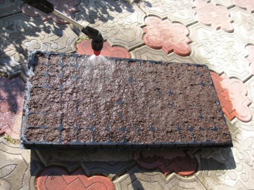 Виола рогатая или ампельная. Виола рогатая (Viola cornuta) 15