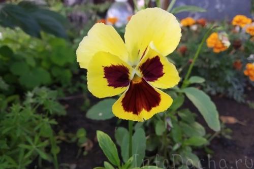 Как вырастить виолу из семян в домашних условиях. Выращивание рассады виолы из семян