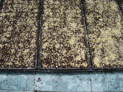 Виола рогатая или ампельная. Виола рогатая (Viola cornuta) 16