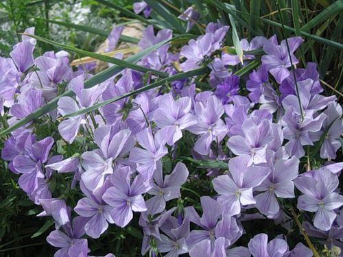 Виола рогатая или ампельная. Виола рогатая (Viola cornuta) 14