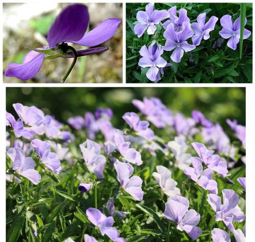 Виола рогатая или ампельная. Виола рогатая (Viola cornuta)