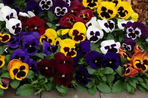 Как вырастить виолу из семян в домашних условиях. Выращивание рассады виолы из семян