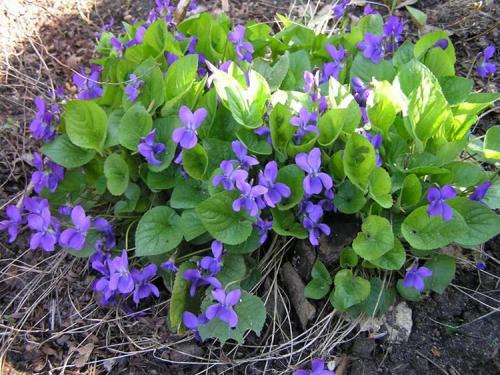 Посадка виолы в июле. Выращивание виолы на приусадебном участке: советы и правила