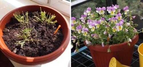 Особенности выращивания виолы в домашних условиях. Виола: посадка и уход в домашних условиях 03 Особенности выращивания виолы в домашних условиях. Виола: посадка и уход в домашних условиях 03