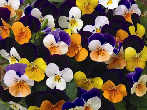 Секрет выращивания виолы. Выращивание виолы на приусадебном участке: советы и правила