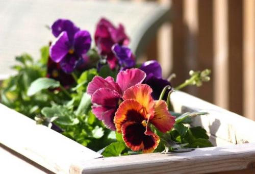 Цветок виола в домашних условиях. Главные преимущества виолы на балконе и в комнате