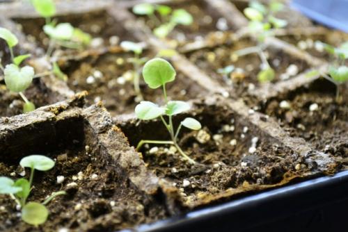 Посев виолы на снег. Когда сеять виолу на рассаду в 2022 году?