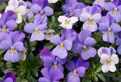 Ампельная виола выращивание из семян. Виола ампельная: посадка и уход 02 Ампельная виола выращивание из семян. Виола ампельная: посадка и уход 02