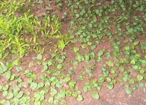 Ампельная виола выращивание из семян. Виола ампельная: посадка и уход 03