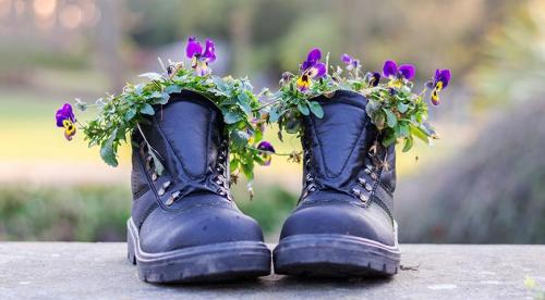 Виды и сорта виол. Выращивание виолы на приусадебном участке: советы и правила 10