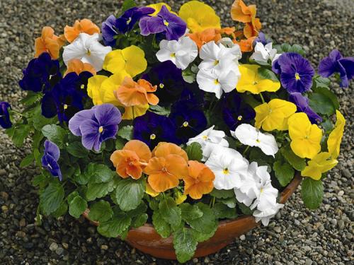 Виды и сорта виол. Выращивание виолы на приусадебном участке: советы и правила